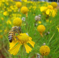/album/melesaude/campineira-colhendo-nectar-e-polen-jpg/